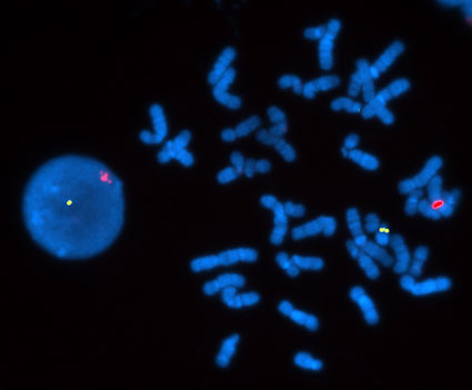 FISHプローブのイメージ画像/有限会社クロモソームサイエンスラボ