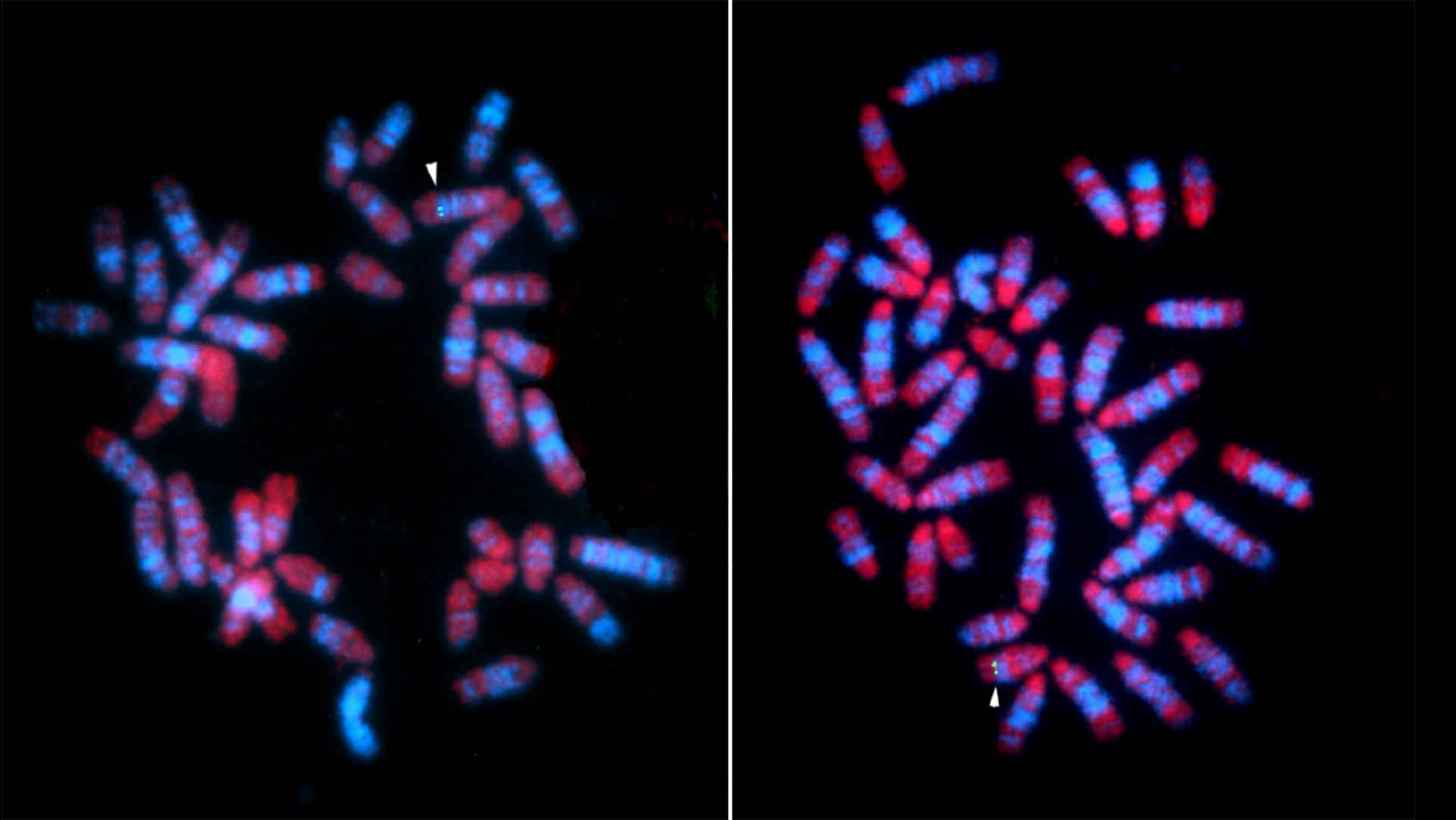 FISH細胞の蛍光顕微鏡画像/有限会社クロモソームサイエンスラボ