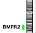 BMPR2/FISH prove Map/有限会社クロモソームサイエンスラボ