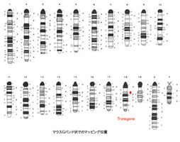 マウス高精度マッピング／有限会社クロモソームサイエンスラボ