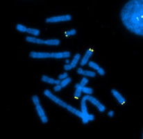 CHO細胞染色体マッピング／有限会社クロモソームサイエンスラボ