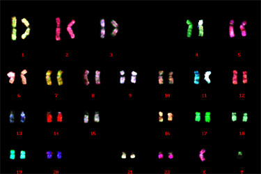 ヒトマルチカラーFISH解析／有限会社クロモソームサイエンスラボ
