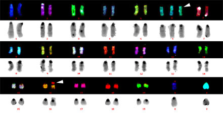 マウスマルチカラーFISH解析／有限会社クロモソームサイエンスラボ