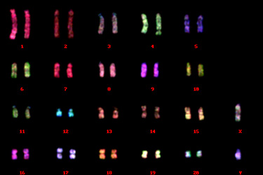 ラット培養細胞でのマルチカラーFISH解析/有限会社クロモソームサイエンスラボ
