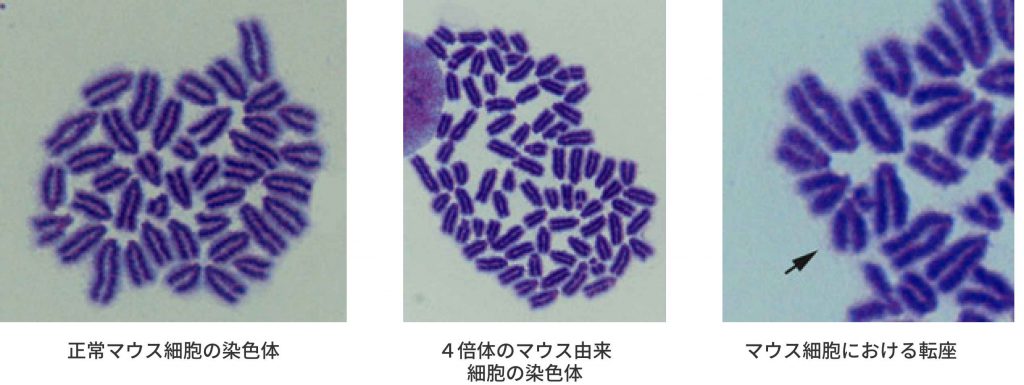 簡易核型解析（染色体数解析）／有限会社クロモソームサイエンスラボ