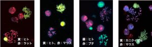 マウス肝臓細胞融合解析／有限会社クロモソームサイエンスラボ