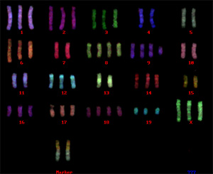 染色体異常のあるマウス細胞のマルチカラーFISH解析／クロモソームサイエンスラボ