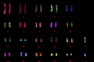 ラット脾臓細胞由来染色体標本でのマルチカラーFISH解析／クロモソームサイエンスラボ