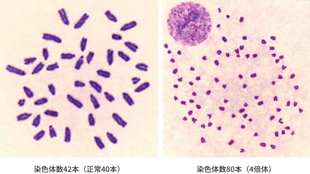 マウスES細胞の解析例／クロモソームサイエンスラボ