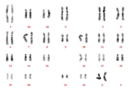 チンパンジー染色体／有限会社クロモソームサイエンスラボ
