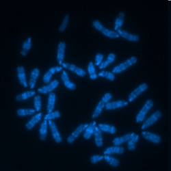マウス染色体コントロールスライド／有限会社クロモソームサイエンスラボ