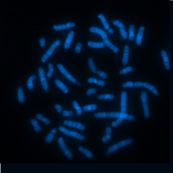 ラット染色体コントロールスライド／有限会社クロモソームサイエンスラボ
