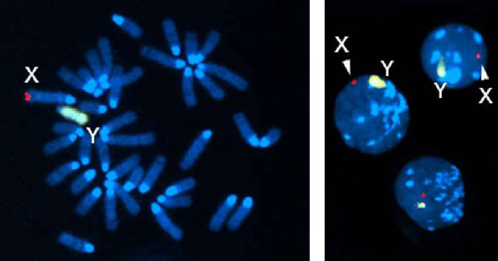 マウスXY染色体FISHプローブ／有限会社クロモソームサイエンスラボ