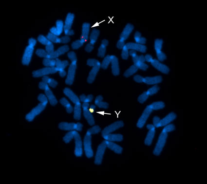 カニクイザルＸＹ染色体FISHプローブ／有限会社クロモソームサイエンスラボ
