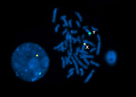 ラットＹ染色体FISHプローブ／有限会社クロモソームサイエンスラボ