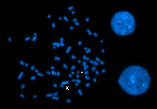 イヌＸＹ染色体・１番染色体FISHプローブ／有限会社クロモソームサイエンスラボ