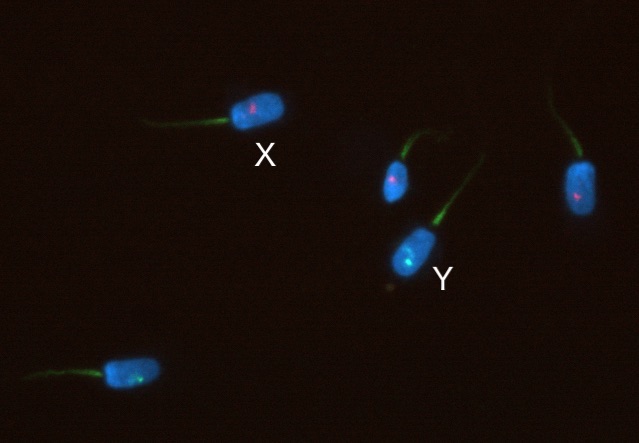 ウシXY染色体FISHプローブ／有限会社クロモソームサイエンスラボ
