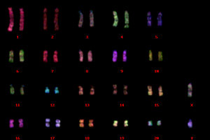 ラット脾臓細胞由来染色体標本でのマルチカラーFISH解析／クロモソームサイエンスラボ